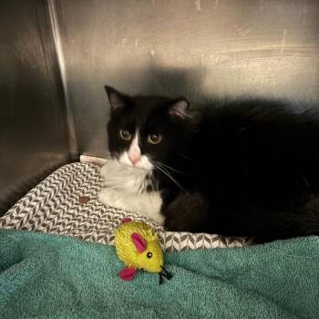 Domestic Long Hair Cats Available for Adoption in Charleston, West Virginia - Jake | PetCurious