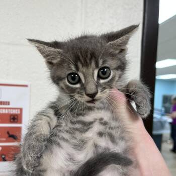 Tubby -  Domestic Short Hair Cat for Adoption in Lyndhurst, Virginia - Tubby | PetCurious