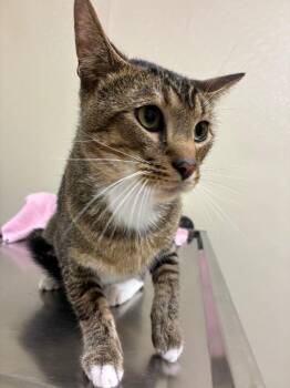 Oni -  Domestic Short Hair Cat for Adoption in Christiansburg, Virginia - Oni | PetCurious