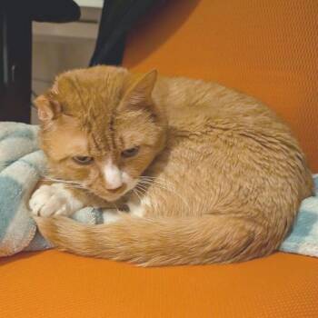 KuKu -  Domestic Short Hair Cat for Adoption in Providence, Rhode Island - KuKu | PetCurious
