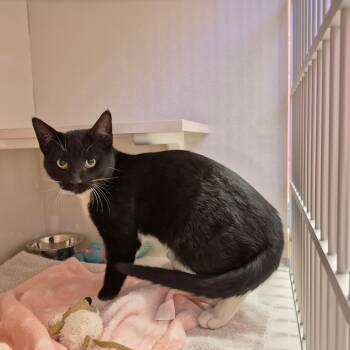 Rescue Domestic Short Hair Cats for Adoption in Drumheller, Alberta - Meeko | PetCurious