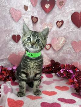 Tabby Cats Available for Adoption - Eric | PetCurious