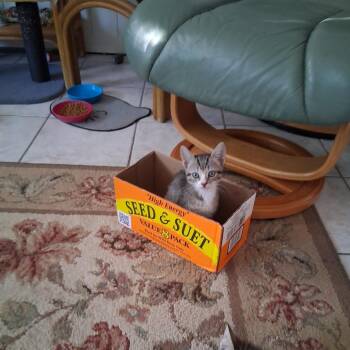 Domestic Short Hair Cats Available for Adoption in Lakeland, Florida - Captain | PetCurious