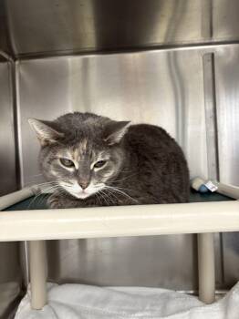 Rescue Domestic Short Hair Cats for Adoption in Black River Falls, Wisconsin - DC | PetCurious