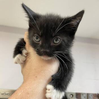 Domestic Short Hair Cats Available for Adoption in Port Charlotte, Florida - River | PetCurious