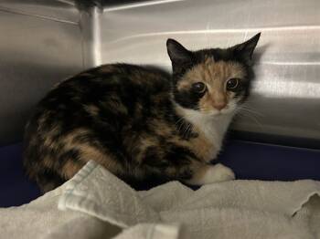 Rescue Domestic Short Hair Cats for Adoption in Raleigh, North Carolina - SISTER | PetCurious