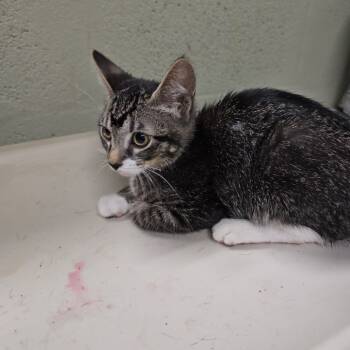 Rescue Domestic Short Hair Cats for Adoption in Eureka Springs, Arkansas - Milky Way | PetCurious