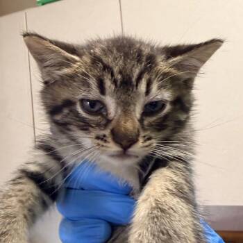 Domestic Short Hair Cats Available for Adoption in San Antonio, Texas - Virgi | PetCurious