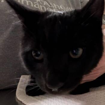 Domestic Short Hair Cats Available for Adoption in Asheville, North Carolina - Kiki | PetCurious