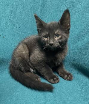 Logan -  Domestic Short Hair Cat for Adoption in Jackson, Michigan - Logan | PetCurious