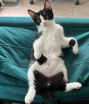Tuna -  Domestic Short Hair Cat for Adoption in Tampa, Florida - Tuna | PetCurious