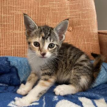 Domestic Short Hair Cats Available for Adoption in Chattanooga, Tennessee - PDF | PetCurious