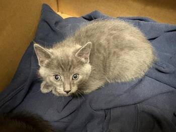 Domestic Short Hair Cats Available for Adoption in Kent, Washington - LUZIANNE | PetCurious