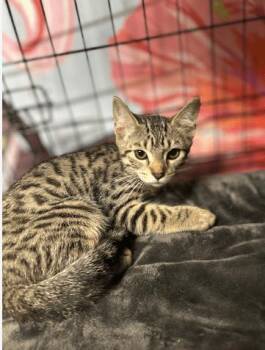 Rescue Domestic Short Hair Cats for Adoption in Chicago, Illinois - Marbles | PetCurious