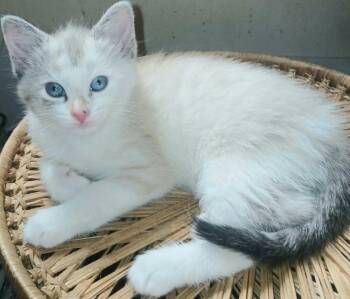 Siamese and Domestic Short Hair Cats Available for Adoption in Chicago, Illinois - Fleur | PetCurious