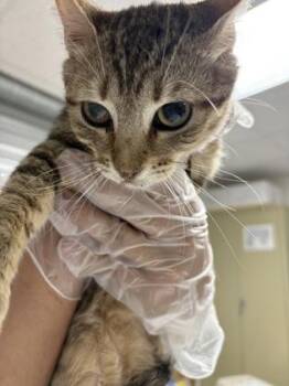 Domestic Short Hair Cats Available for Adoption in San Antonio, Texas - Linguine | PetCurious