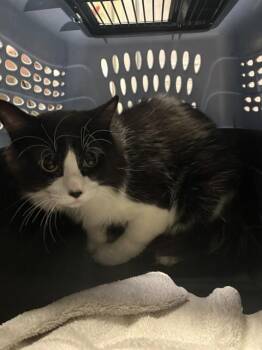 Domestic Medium Hair Cats Available for Adoption in Minneapolis, Minnesota - OREO | PetCurious