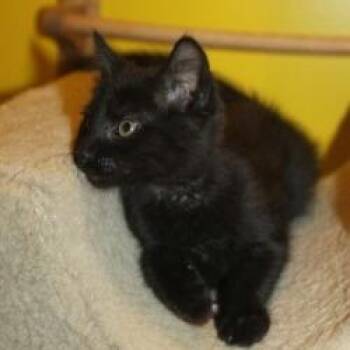 Domestic Short Hair Cats Available for Adoption in Saint Joseph, Missouri - Puddle | PetCurious