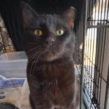 Quinn -  Domestic Short Hair Cat Available for Adoption in Boston, Massachusetts - Quinn | PetCurious