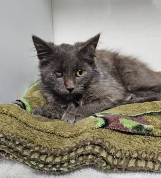Pepper -  Domestic Medium Hair Cat for Adoption in Wabash, Indiana - Pepper | PetCurious