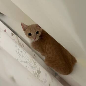 Kaipo -  Domestic Short Hair Cat for Adoption - Kaipo | PetCurious
