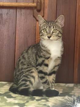 Opal (Call or text Maia (Maya) 928-282-2604 -  Domestic Short Hair Cat for Adoption in Sedona, Arizona - Opal (Call Or Text Maia (Maya) 928-282-2604 | PetCurious