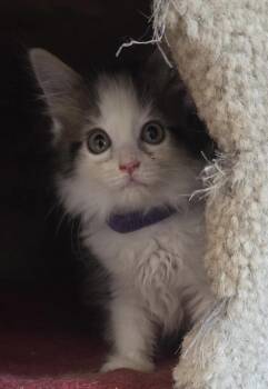 Dahlia Shewman (beautiful and sweet girl) -  Domestic Short Hair Cat for Adoption in Stowe, Pennsylvania - Dahlia Shewman (beautiful And Sweet Girl) | PetCurious