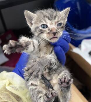 Domestic Medium Hair Cats Available for Adoption in Dallas, Texas - RAINY | PetCurious