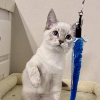 Opal -  Siamese Cat for Adoption in Pleasanton, California - Opal | PetCurious