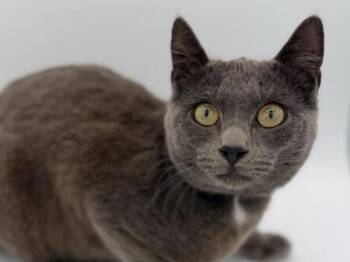 Domestic Short Hair Cats Available for Adoption - Teddy | PetCurious