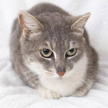 Domestic Short Hair Cats Available for Adoption in Long Beach, California - Gemma | PetCurious