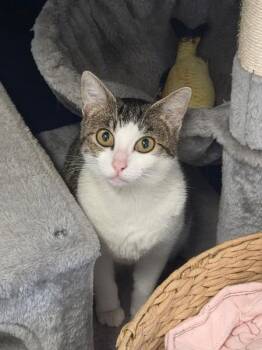Domestic Short Hair Cats Available for Adoption in Athens, Alabama - DEVORELLA | PetCurious