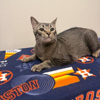 Ozzy -  Domestic Short Hair Cat for Adoption in Houston, Texas - Ozzy | PetCurious