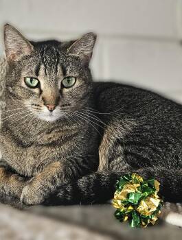 Domestic Short Hair Cats Available for Adoption in Scottsdale, Arizona - Whiskers | PetCurious
