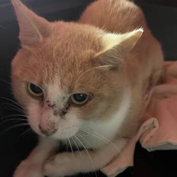 Scarlett -  Domestic Short Hair Cat for Adoption in Ruckersville, Virginia - Scarlett | PetCurious