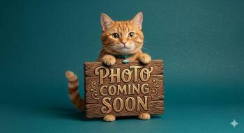 Bresha -  Domestic Short Hair Cat for Adoption in Rice Lake, Wisconsin - Bresha | PetCurious