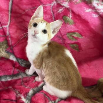 Kenobi -  Domestic Short Hair Cat for Adoption in Panama City, Florida - Kenobi | PetCurious
