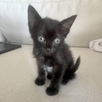 Ravioli 18 -  Domestic Short Hair Cat for Adoption in Austin, Texas - Ravioli 18 | PetCurious