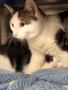 Domestic Short Hair Cats Available for Adoption - Brad (w BW) | PetCurious