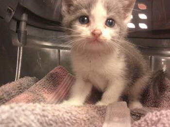 ALEX -  Domestic Short Hair Cat for Adoption in Ocala, Florida - ALEX | PetCurious