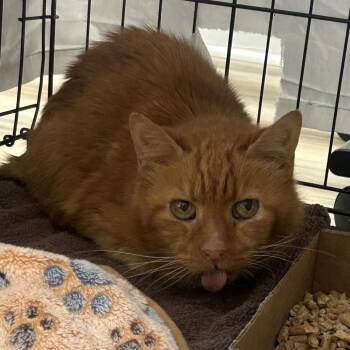 Oliver -  Domestic Short Hair Cat for Adoption in Johnson City, Tennessee - Oliver | PetCurious