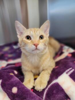 Rescue Domestic Short Hair Cats for Adoption in Ellensburg, Washington - Chester | PetCurious