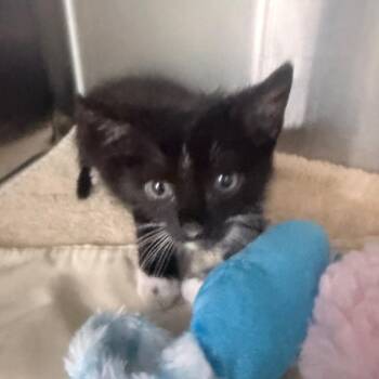 Socks -  Domestic Short Hair Cat for Adoption in Jupiter, Florida - Socks | PetCurious