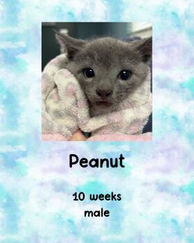 Domestic Short Hair Cats Available for Adoption in Holbrook, New York - PEANUT | PetCurious