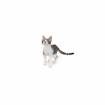 Franklin -  Domestic Short Hair Cat for Adoption in Los Angeles, California - Franklin | PetCurious
