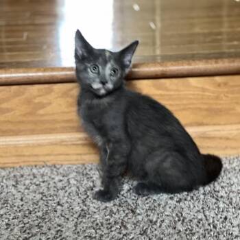 Rescue Domestic Short Hair Cats for Adoption in Saint Paul, Minnesota - Wendy Whiskers | PetCurious