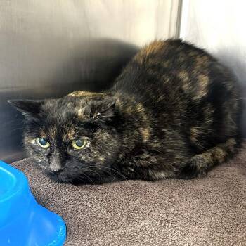 Domestic Medium Hair Cats Available for Adoption in Warrensburg, Missouri - Halo | PetCurious