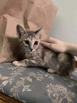 BUNNY AND OLIVE -  Dilute Tortoiseshell and Tabby Cat for Adoption in Walnut Creek, California - BUNNY AND OLIVE | PetCurious