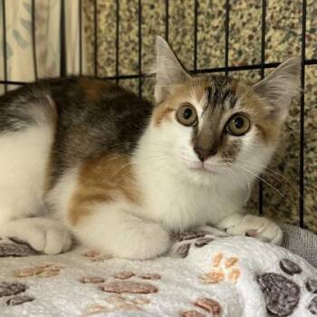 Calypso -  Domestic Medium Hair and Domestic Short Hair Cat for Adoption in Merriam, Kansas - Calypso | PetCurious