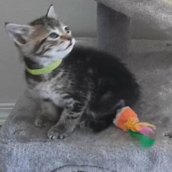 Matcha - green -  Domestic Short Hair Cat for Adoption in Ferndale, Washington - Matcha - Green | PetCurious